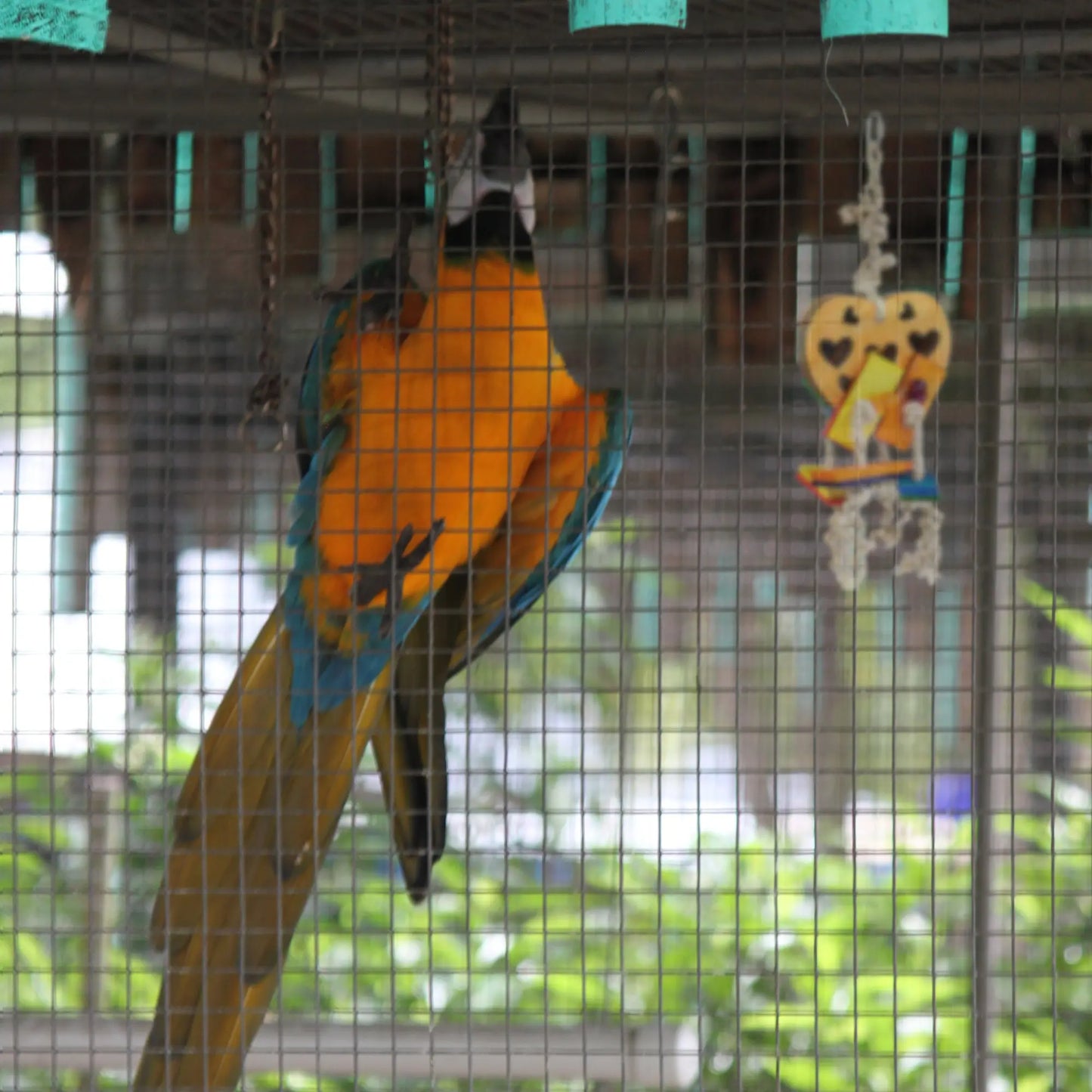 Large Cardboard Heart Bird Toy Lou Lou Bells Bird Toys