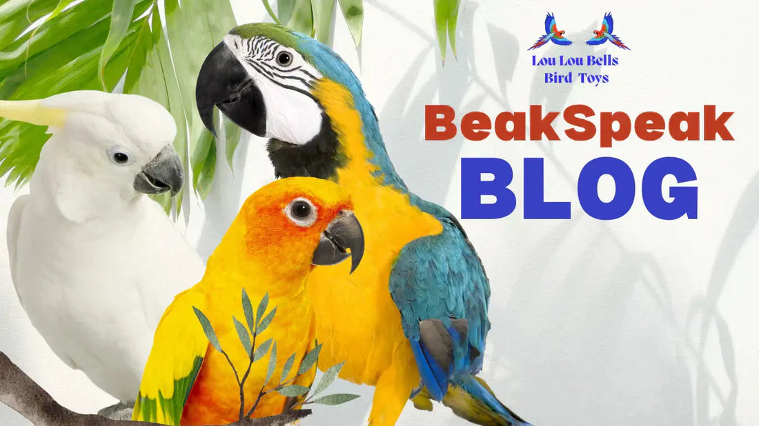 Bird-Care-Essential-Guide-to-Caring-for-Pet-Birds Lou Lou Bells Bird Toys