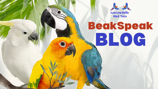 Parrot Squawking – Why It Happens and How to Deal With It Lou Lou Bells Bird Toys
