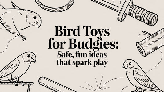 Bird Toys for Budgies: Safe, Fun Ideas That Spark Play