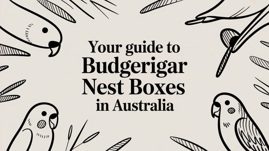 Your Guide to Budgerigar Nest Boxes in Australia
