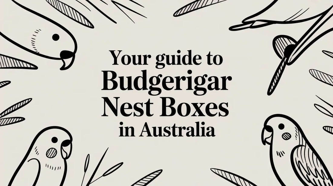 Your Guide to Budgerigar Nest Boxes in Australia Lou Lou Bells Bird Toys