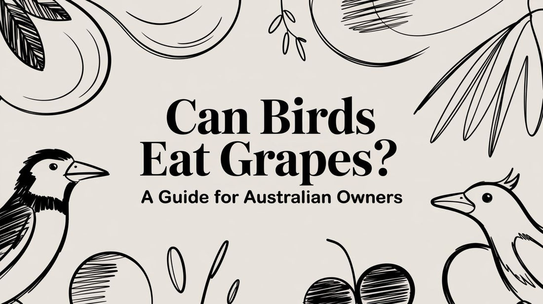 Can Birds Eat Grapes? A Guide for Australian Owners