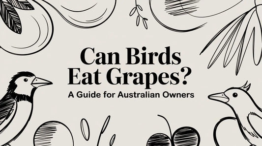 Can Birds Eat Grapes? A Guide for Australian Owners Lou Lou Bells Bird Toys