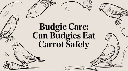 Budgie Care: can budgies eat carrot safely