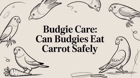 Budgie Care: can budgies eat carrot safely Lou Lou Bells Bird Toys