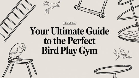 Your Ultimate Guide to the Perfect Bird Play Gym