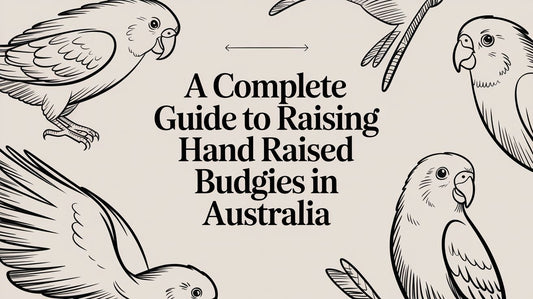A Complete Guide to Raising Hand Raised Budgies in Australia Lou Lou Bells Bird Toys