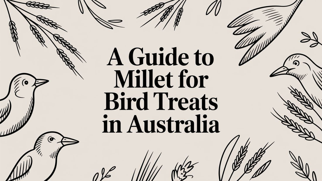 A Guide to Millet For Bird Treats in Australia Lou Lou Bells Bird Toys