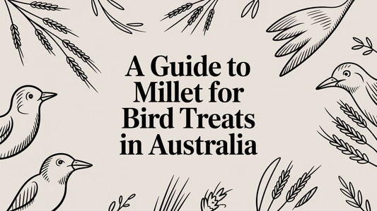 A Guide to Millet For Bird Treats in Australia Lou Lou Bells Bird Toys