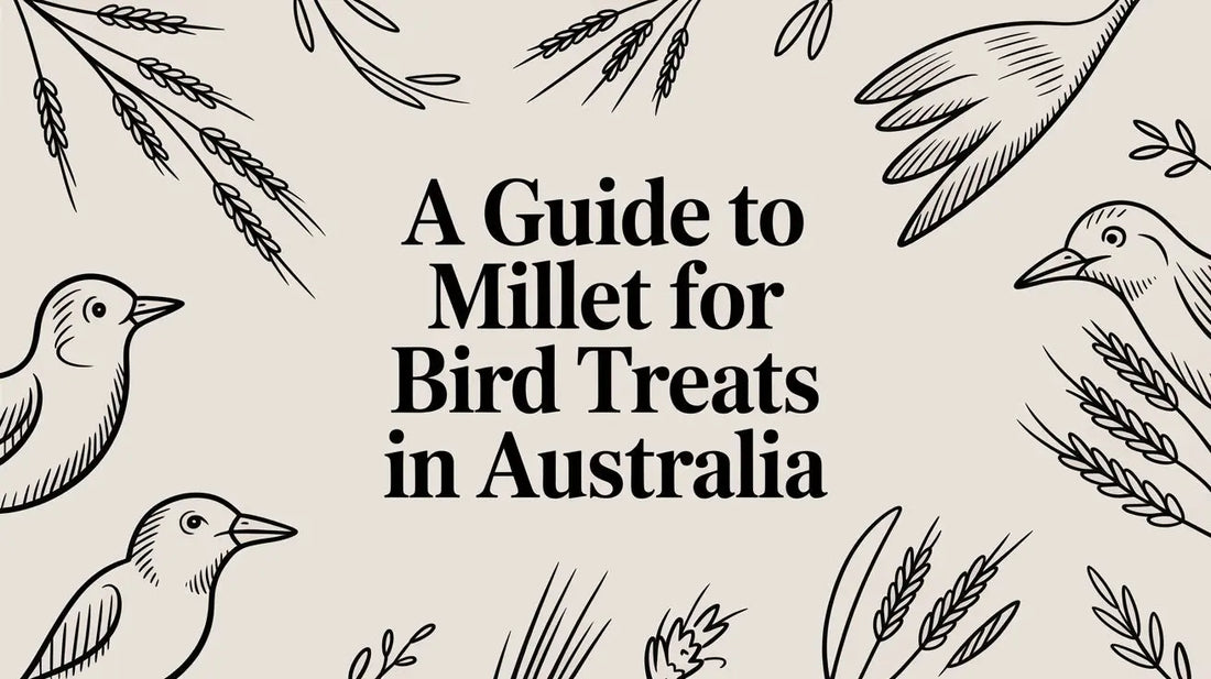 A Guide to Millet For Bird Treats in Australia Lou Lou Bells Bird Toys