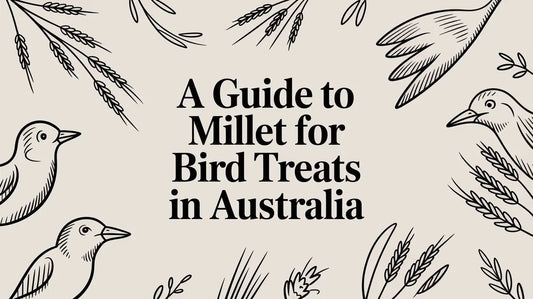 A Guide to Millet For Bird Treats in Australia Lou Lou Bells Bird Toys