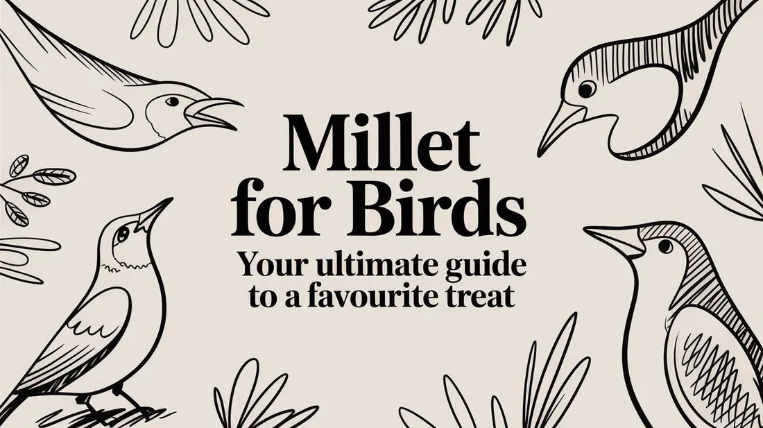 Millet for Birds: Your Ultimate Guide to a Favourite Treat Lou Lou Bells Bird Toys