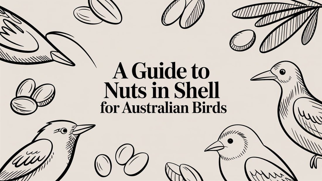 A Guide To Nuts In Shell For Australian Birds