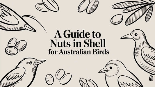 A Guide To Nuts In Shell For Australian Birds Lou Lou Bells Bird Toys