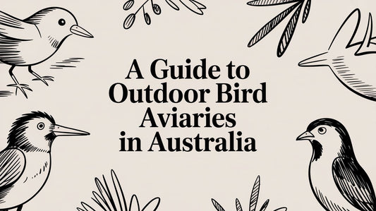 A Guide to Outdoor Bird Aviaries in Australia