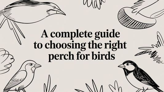 A Complete Guide to Choosing the Right Perch for Birds