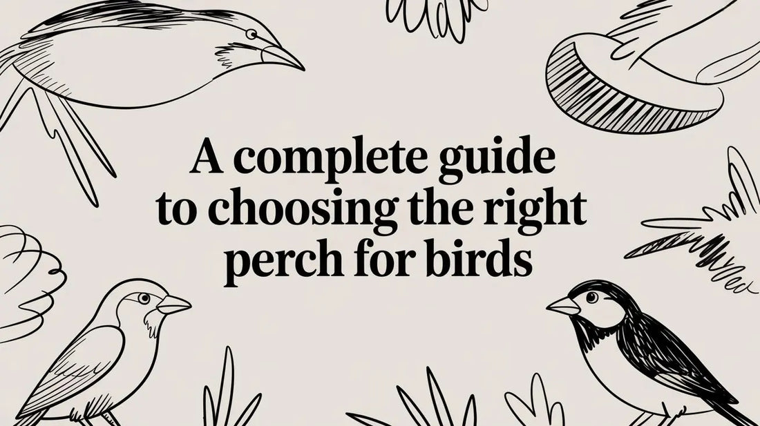 A Complete Guide to Choosing the Right Perch for Birds Lou Lou Bells Bird Toys