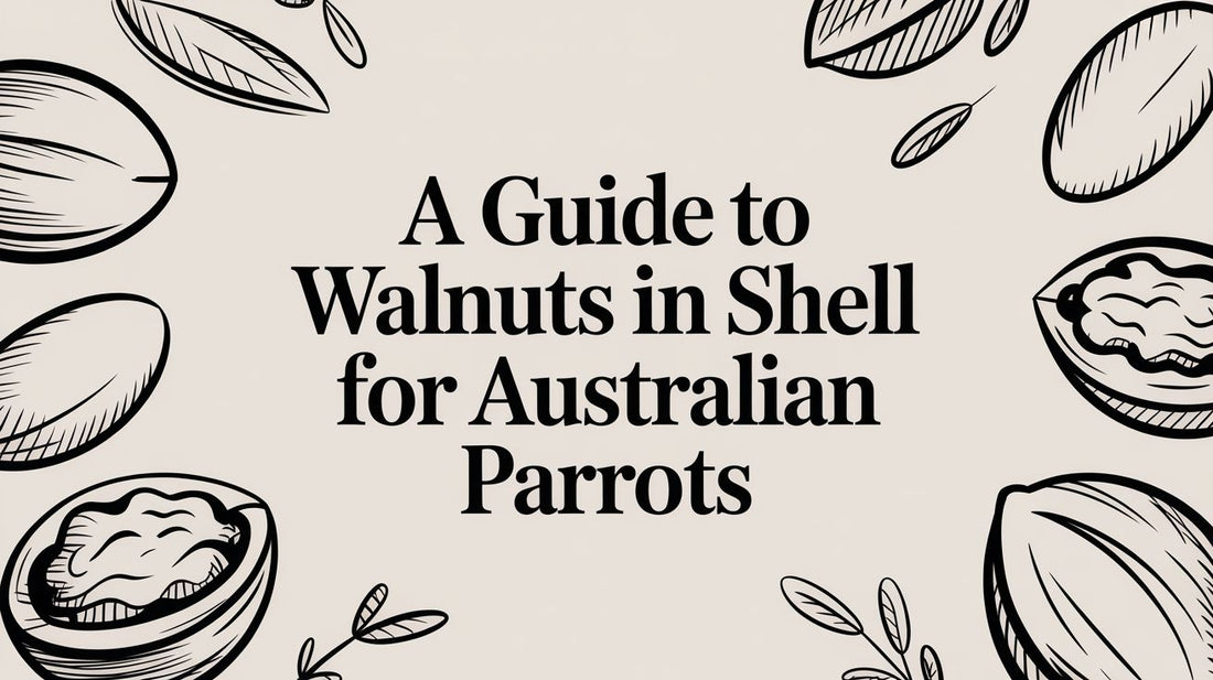 A Guide to Walnuts in Shell for Australian Parrots Lou Lou Bells Bird Toys