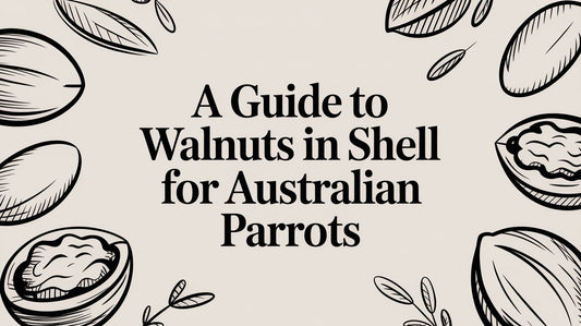 A Guide to Walnuts in Shell for Australian Parrots Lou Lou Bells Bird Toys