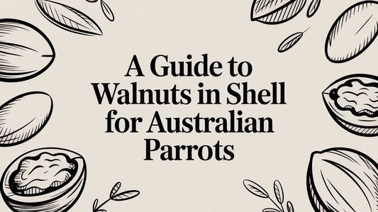 A Guide to Walnuts in Shell for Australian Parrots Lou Lou Bells Bird Toys